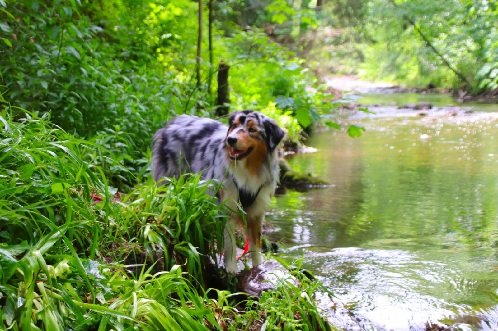 Urlaub mit Hund im Harz